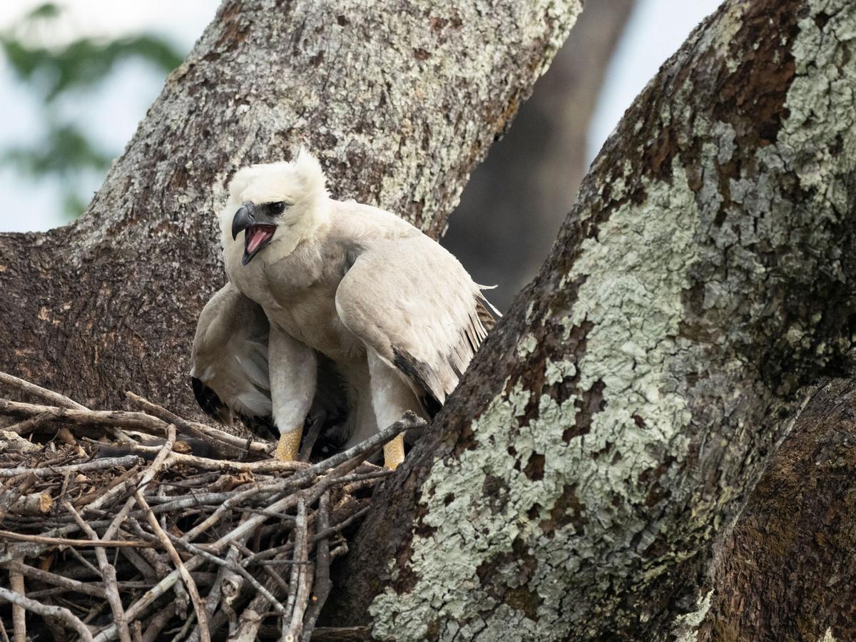 A harpy eaglet in Brazil. (Joe McDonald/Shutterstock)