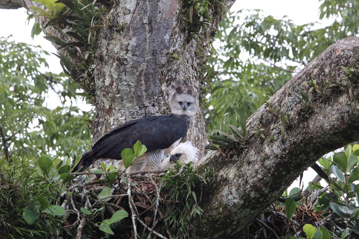 A harpy eagle tends its nest in Ecuador. (feathercollector/Shutterstock)