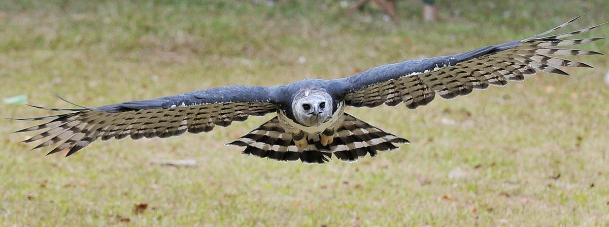 A male harpy eagle, born and raised in captivity, flies toward its trainer for food at the National Association for the Conservation of Nature (ANCON), near Panama City. (ELMER MARTINEZ/AFP via Getty Images)