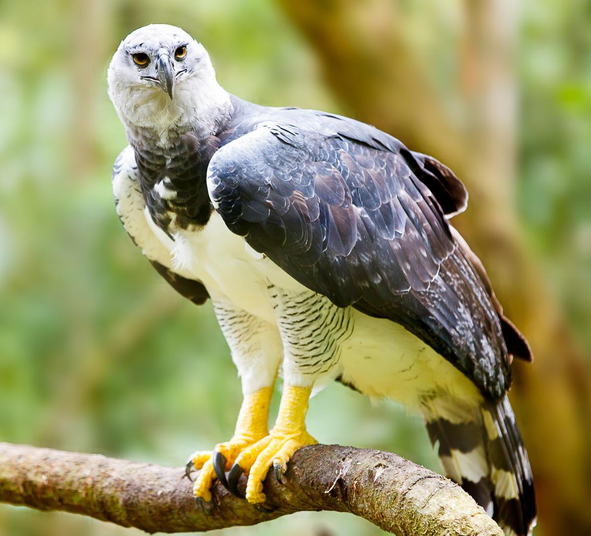 A harpy eagle in the rainforest in Brazil. (MarcusVDT/Shutterstock)