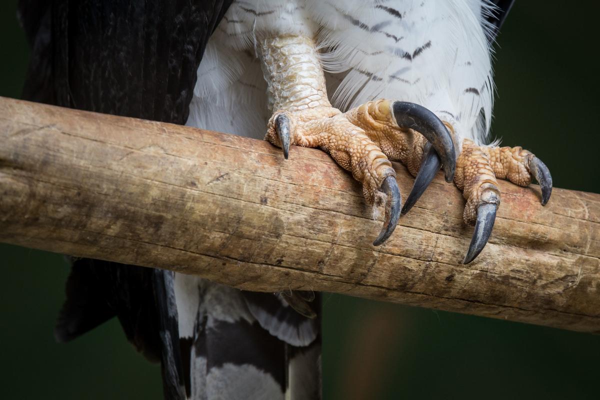 Harpy eagle claws seen in detail. (Leandro_Brito/Shutterstock)