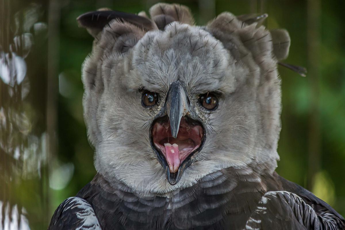 A harpy eagle screaming. (Dmitrii Kash/Shutterstock)