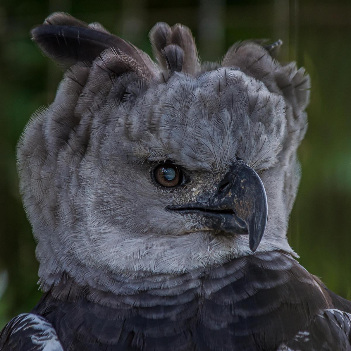 Closeup photo of a harpy eagle (Dmitrii Kash/Shutterstock)