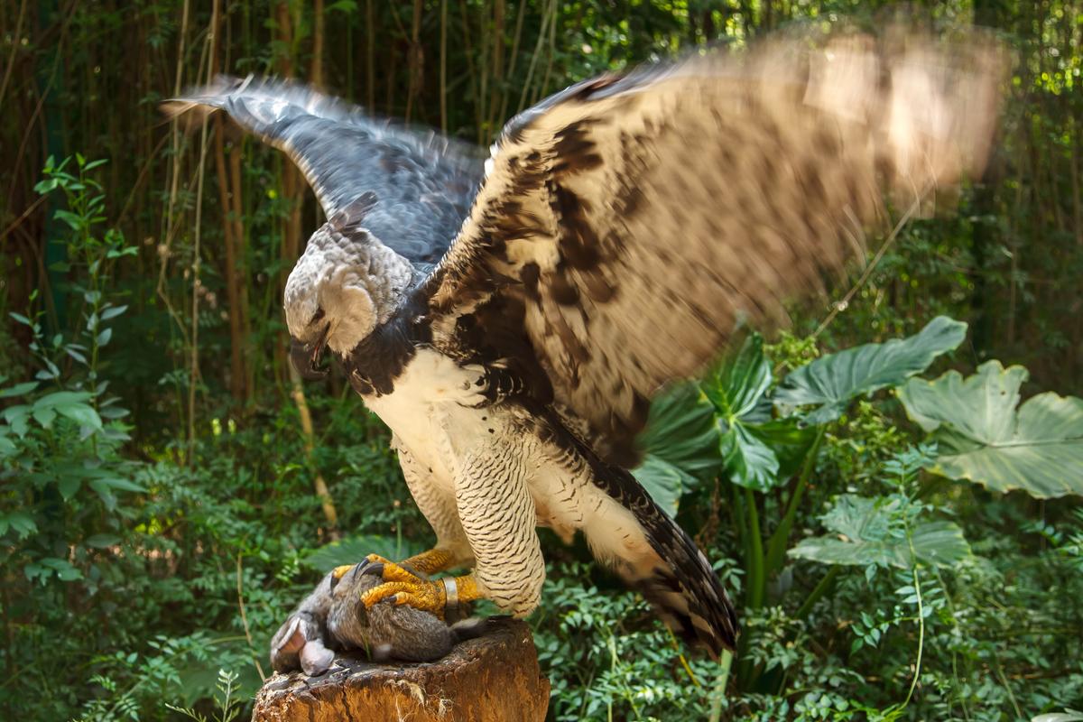 A harpy eagle grips a small mammal in its talons. (Chepe Nicoli/Shutterstock)