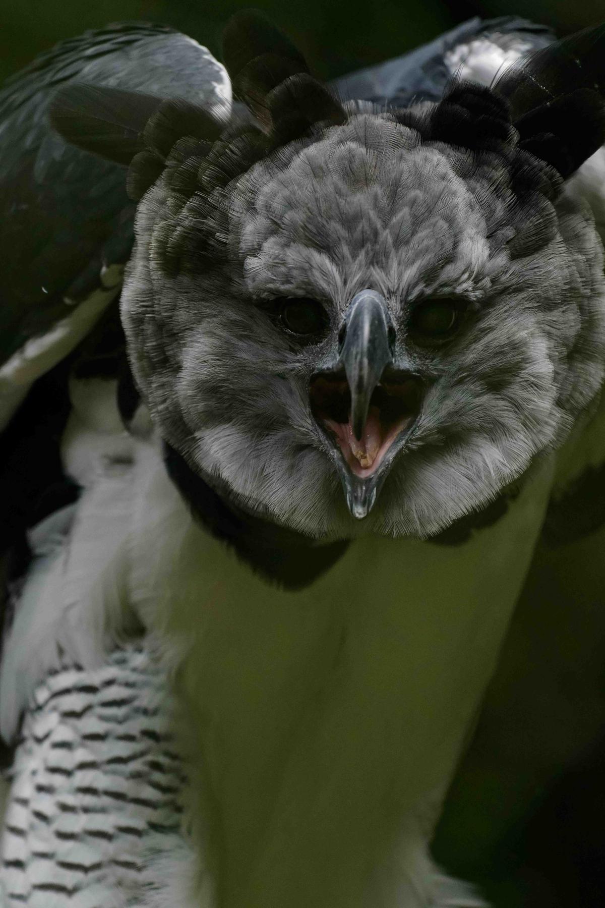 A harpy eagle calling. (Thorsten Spoerlein/Shutterstock)