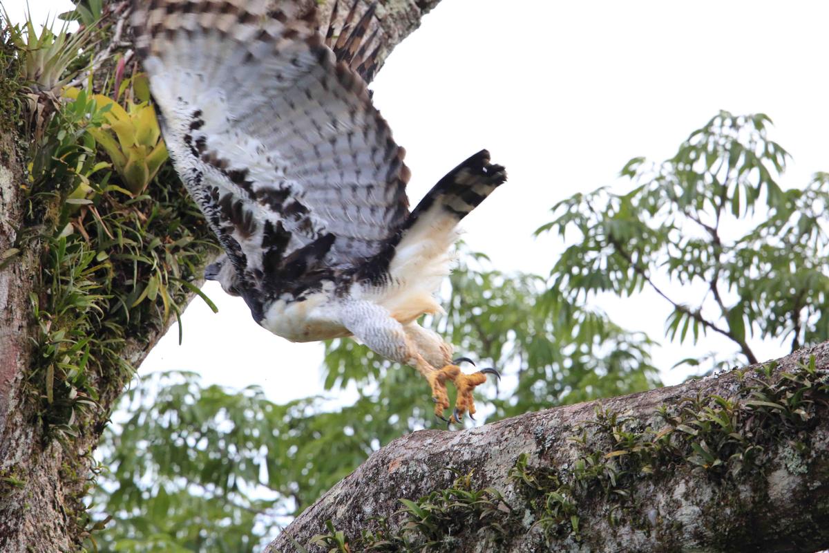 A harpy eagle takes flight in Ecuador. (feathercollector/Shutterstock)