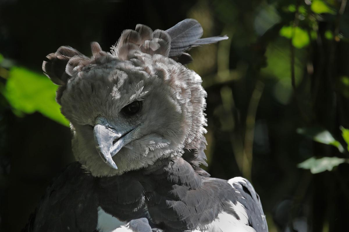 A harpy eagle displays its facial disk. (Holger Kirk/Shutterstock)