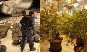 Growth of UK Cannabis Farms Has Seen Corresponding Rise in Violent Robberies, Say Experts