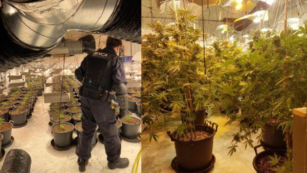 A National Crime Agency officer inspects a cannabis farm - with a crop worth £1 million - which was found in a derelict nightclub in Coventry, England, in October 2020. (National Crime Agency)