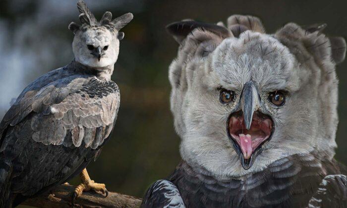 This Giant Bird of Prey Is The Most Powerful Eagle on Earth With Talons Bigger Than a Grizzly Bear's Claws