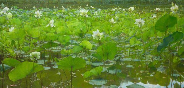Every year, artist Joke Frima sketches and photographs the vast lotus pond less than 20 miles from her studio in Vissigny, Burgundy, in France. She loves how the lotus leaf stems form a mighty, mysterious forest. The pandemic gave Frima the chance to create a vast lotus pond composition from the sketches and photos she'd made. She worked on the painting full time from September 2020 to April 2021. "I don't know how I did it," she said in her online artist statement. Second place in the Landscape category: “Eagerly Growing Lotus,” 2021, by Joke Frima (France). Oil on linen; 43 1/4 inches by 90 1/2 inches. (Courtesy of the Art Renewal Center)