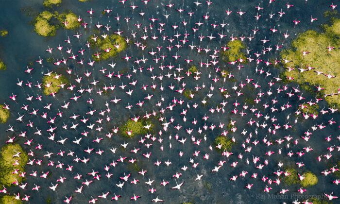 PHOTOS: Drone Images of India’s Great Flamingo Migration, Dangerous Roads in the Himalayas, and More