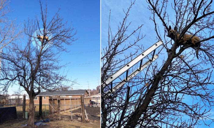 ‘Definitely Not a Cat’: Dog Stuck in a Tree After Chasing a Squirrel Is Rescued by Fire Crew