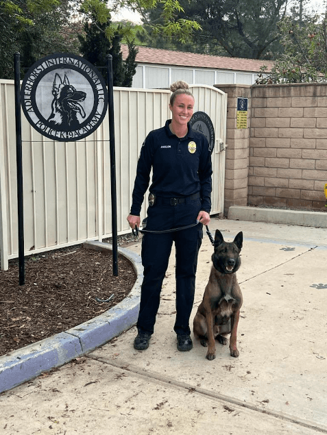 Laguna Beach Police Cpl. Priscilla Angeloni with Bear, the department's newest K-9. (Courtesy of the City of Laguna Beach)