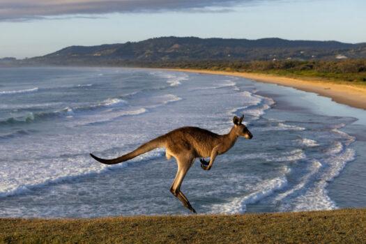 An eastern grey kangaroo is seen at Look At Me Now Headland at Coffs Harbour in NSW, Australia on Nov. 25, 2022. (Matt Jelonek/Getty Images)