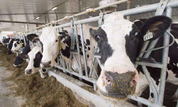 US Senators Call for Trade Crackdown on Canada Over Dairy Quotas, Digital Policies