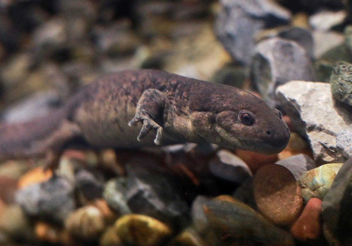 An axolotl (Ambystoma mexicanum) swims in an aquarium at the new Axolotl Museum and Amphibians Conservation Center, which is to promote the protection and study of this endangered species, at Chapultepec Zoo in Mexico City on Jan. 25, 2023. (Henry Romero/Reuters)