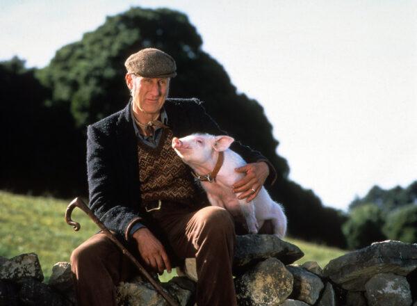 Arthur Hoggett (James Cromwell) with Babe (voiced by Christine Cavanaugh), in a scene from the film "Babe." (Universal/Getty Images)
