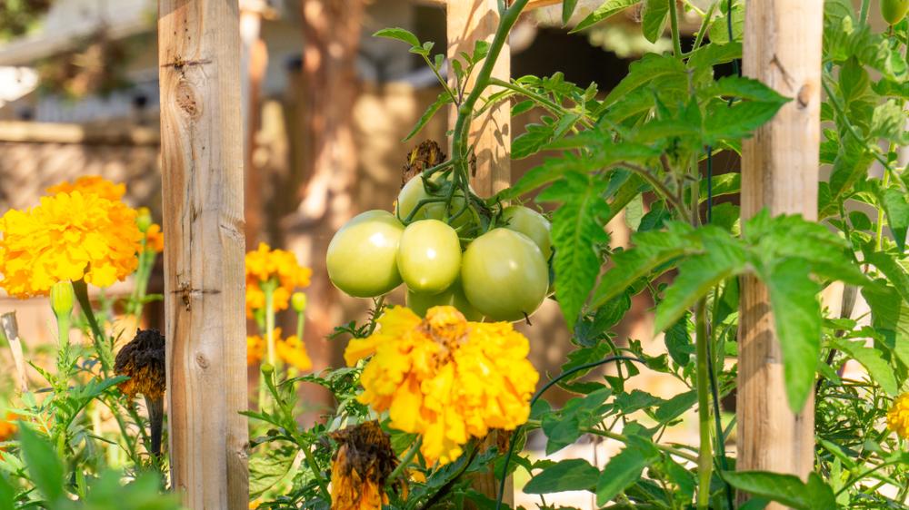 Some plants have symbiotic relationships and benefit from growing next to each other, such as tomatoes with basil and onions.(thoughtsofjoyce/Shutterstock)
