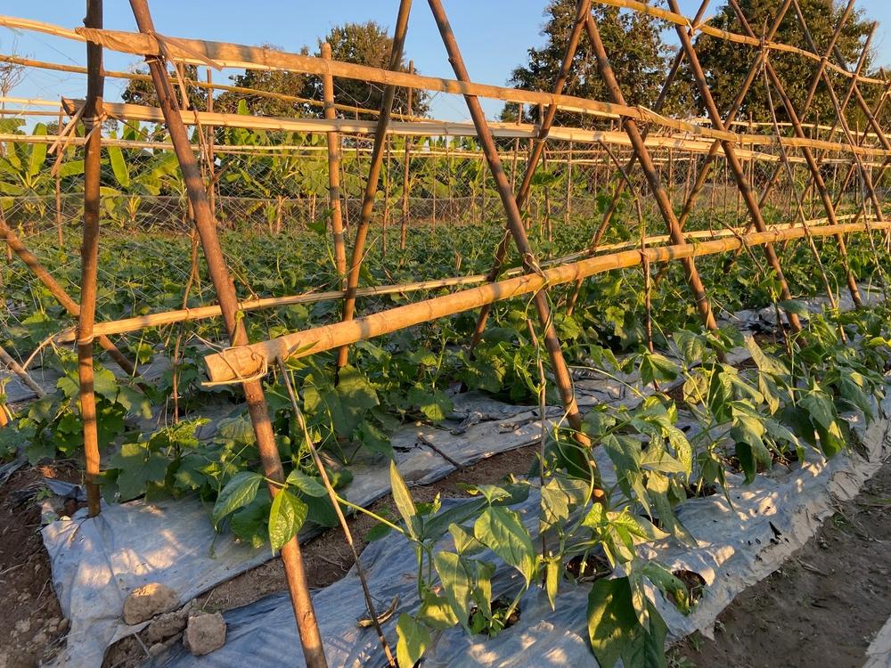 The Relay Method replaces crops as the season progresses. For example, plant early spring peas in the cool temperatures of spring, then replace them with beans in the hot heat of summer. (Chai Phakdee/Shutterstock)