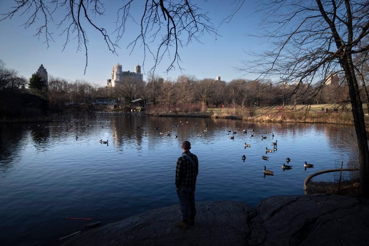 A visitor stands beside a lake full of geese near the Great Lawn at the center of Central Park in the Manhattan borough of New York on Jan. 30, 2023. (John Minchillo/AP Photo)