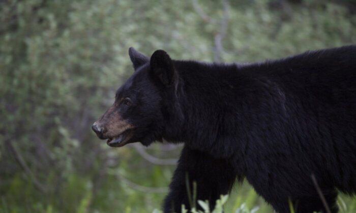 Bear Rips Tents, Tries to Enter Vehicle at Campground on Vancouver Island