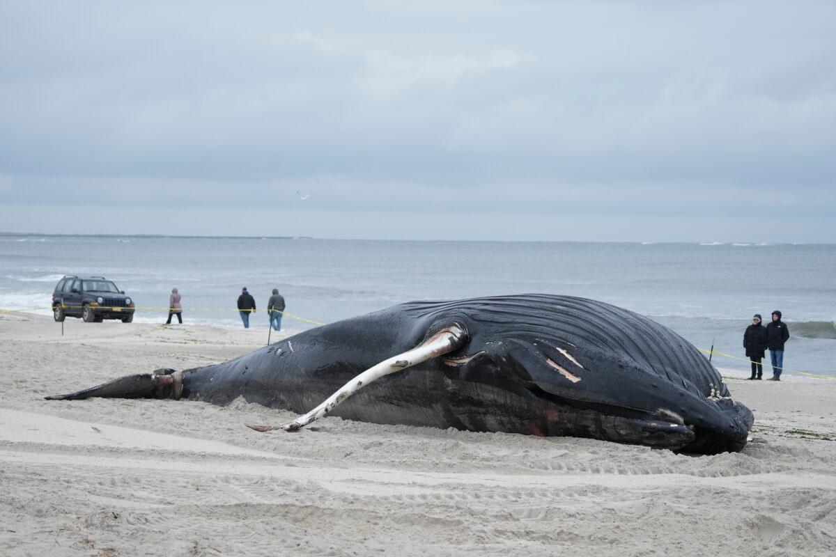 People walk down the beach to take a look at a dead whale in Lido Beach, N.Y., on Jan. 31, 2023. (Seth Wenig/AP Photo)