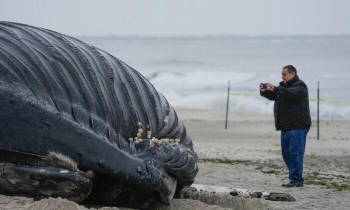 30 New Jersey Mayors Ask Congressmen to Pause Offshore Wind Activity Due to Whale Deaths