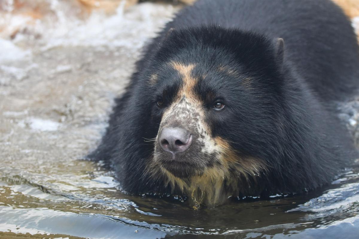 Ben the Andean bear at St. Louis Zoo. (Courtesy of <a href="https://stlzoo.org/">Saint Louis Zoo</a>)