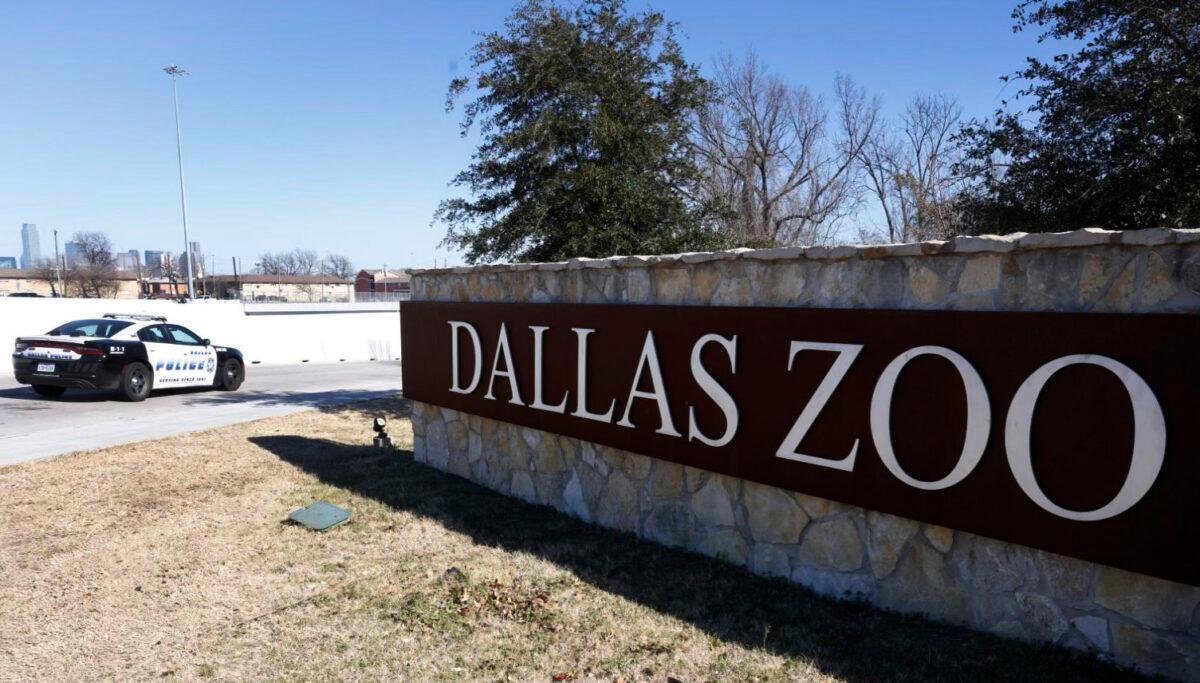 A Dallas police vehicle sits at an entrance at the Dallas Zoo on Jan. 13, 2023. (Shakfat Anowar/The Dallas Morning News via AP)