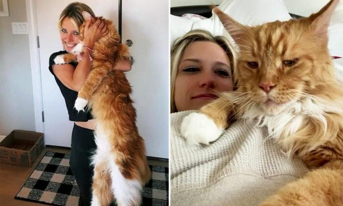This Giant Maine Coon Is So Big It’s Already the Average Height of a 9-Year-Old Kid
