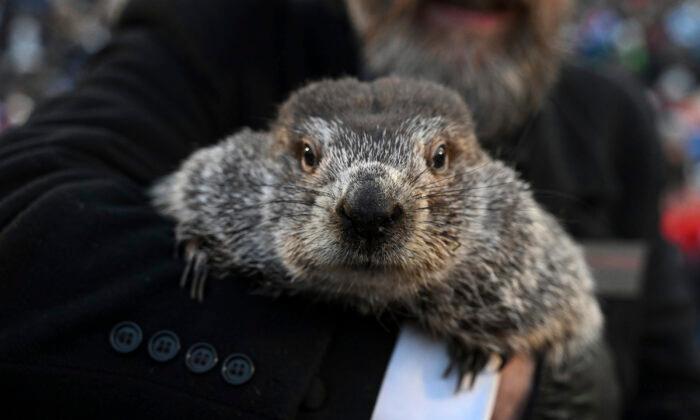Phil’s Groundhog Day Prediction: 6 More Weeks of Winter