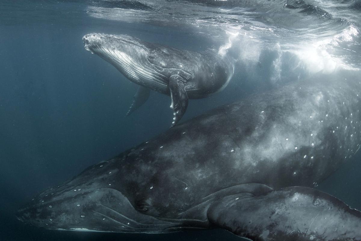 A mother and calf humpback off the coast of Tonga. (Courtesy of <a href="https://www.instagram.com/mike_korostelev/">Mikhail Korostelev</a>)