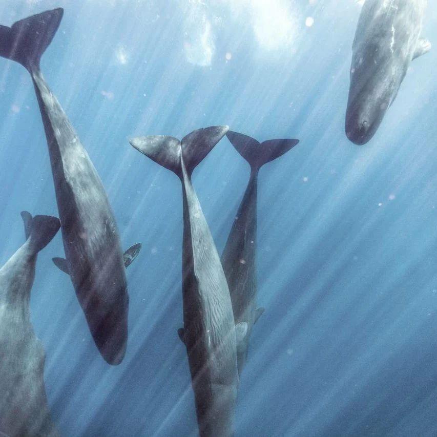 Several sperm whales amid sun-kissed waters. (Courtesy of <a href="https://www.instagram.com/mike_korostelev/">Mikhail Korostelev</a>)