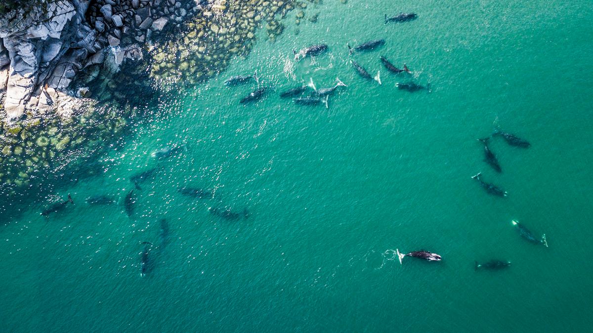 Bowhead whales seen from above, off Shantar Islands, Russia. (Courtesy of <a href="https://www.instagram.com/mike_korostelev/">Mikhail Korostelev</a>)