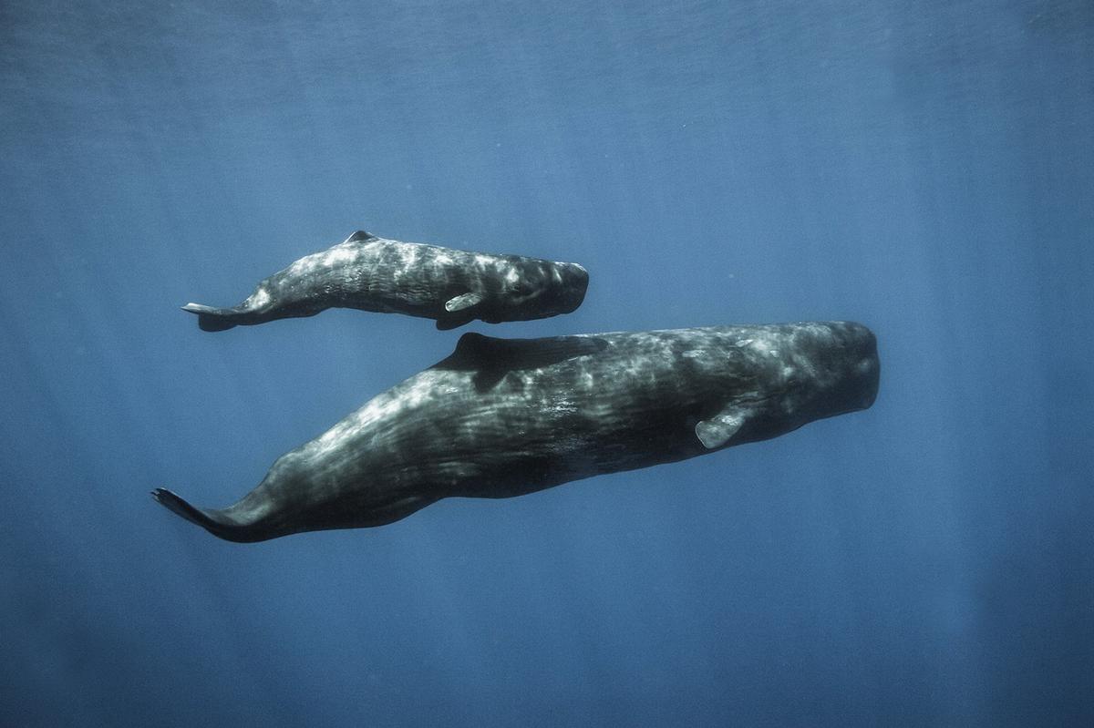 Sperm whales in the waters off the coast of the Azores Islands, Portugal. (Courtesy of <a href="https://www.instagram.com/mike_korostelev/">Mikhail Korostelev</a>)