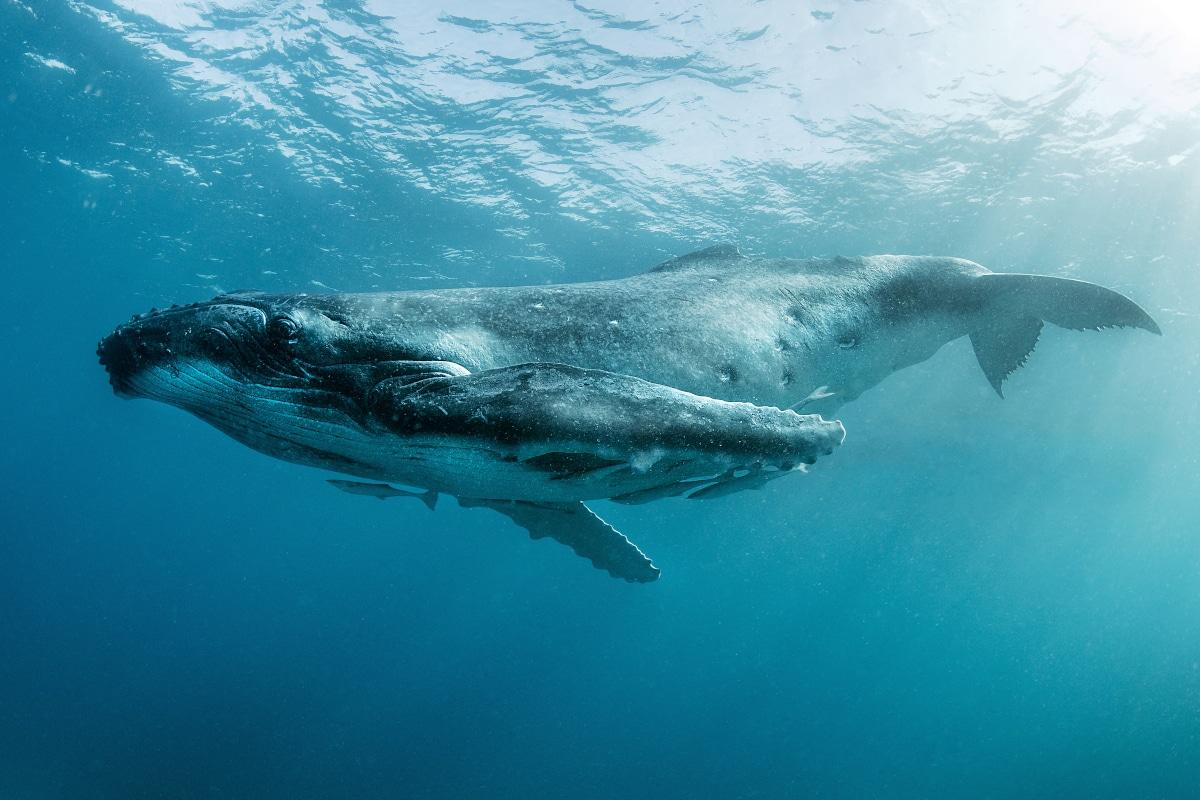 A humpback whale off the coast of Tonga. (Courtesy of <a href="https://www.instagram.com/mike_korostelev/">Mikhail Korostelev</a>)
