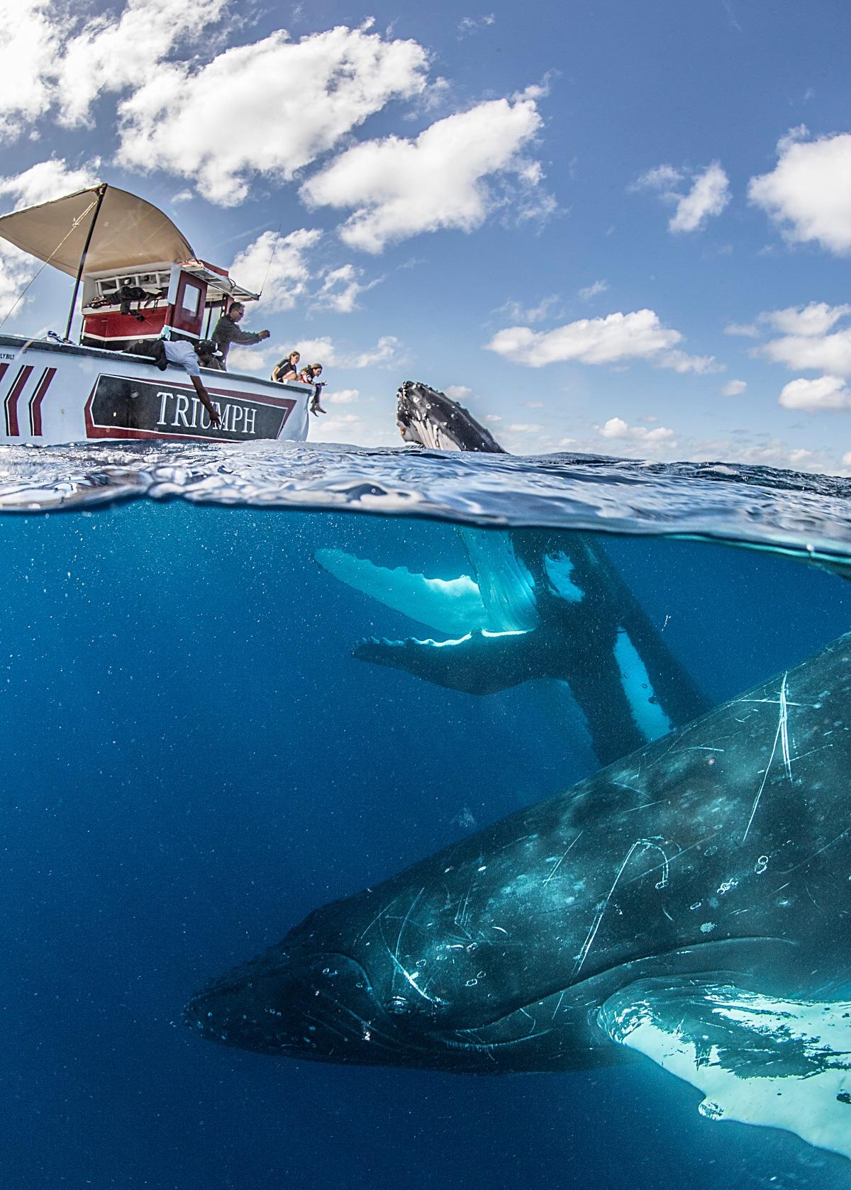 Two curious male humpbacks off the coast of Tonga. (Courtesy of <a href="https://www.instagram.com/mike_korostelev/">Mikhail Korostelev</a>)