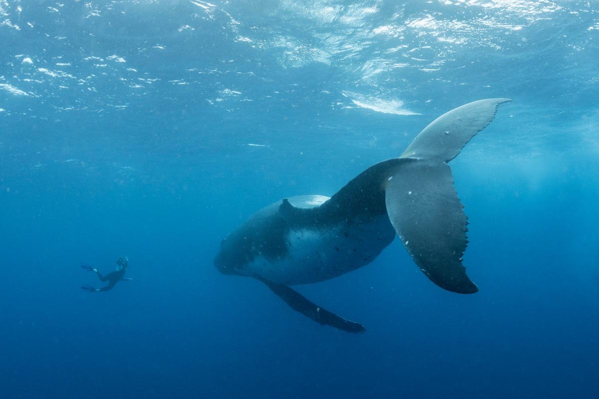 A diver and humpback whale observe each other off the coast of Tonga. (Courtesy of <a href="https://www.instagram.com/mike_korostelev/">Mikhail Korostelev</a>)