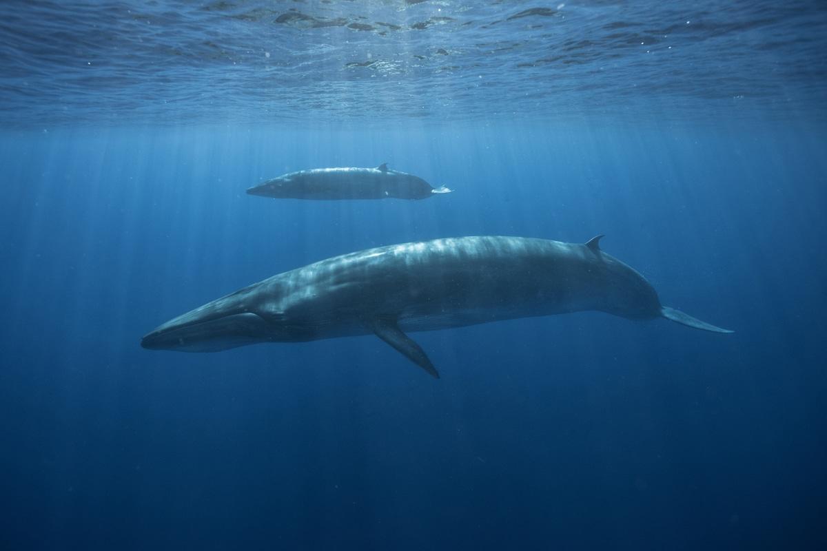 A Bryde’s whale calf and adult off the Azores Islands in Portugal. (Courtesy of <a href="https://www.instagram.com/mike_korostelev/">Mikhail Korostelev</a>)