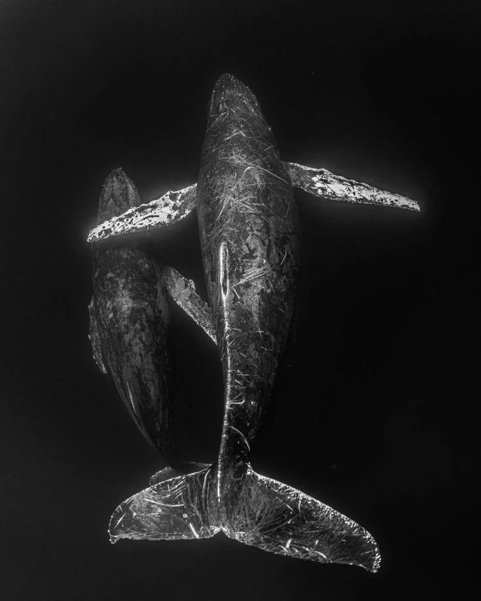A humpback whale calf and an adult seen off the coast of Mexico. (Courtesy of <a href="https://www.instagram.com/mike_korostelev/">Mikhail Korostelev</a>)