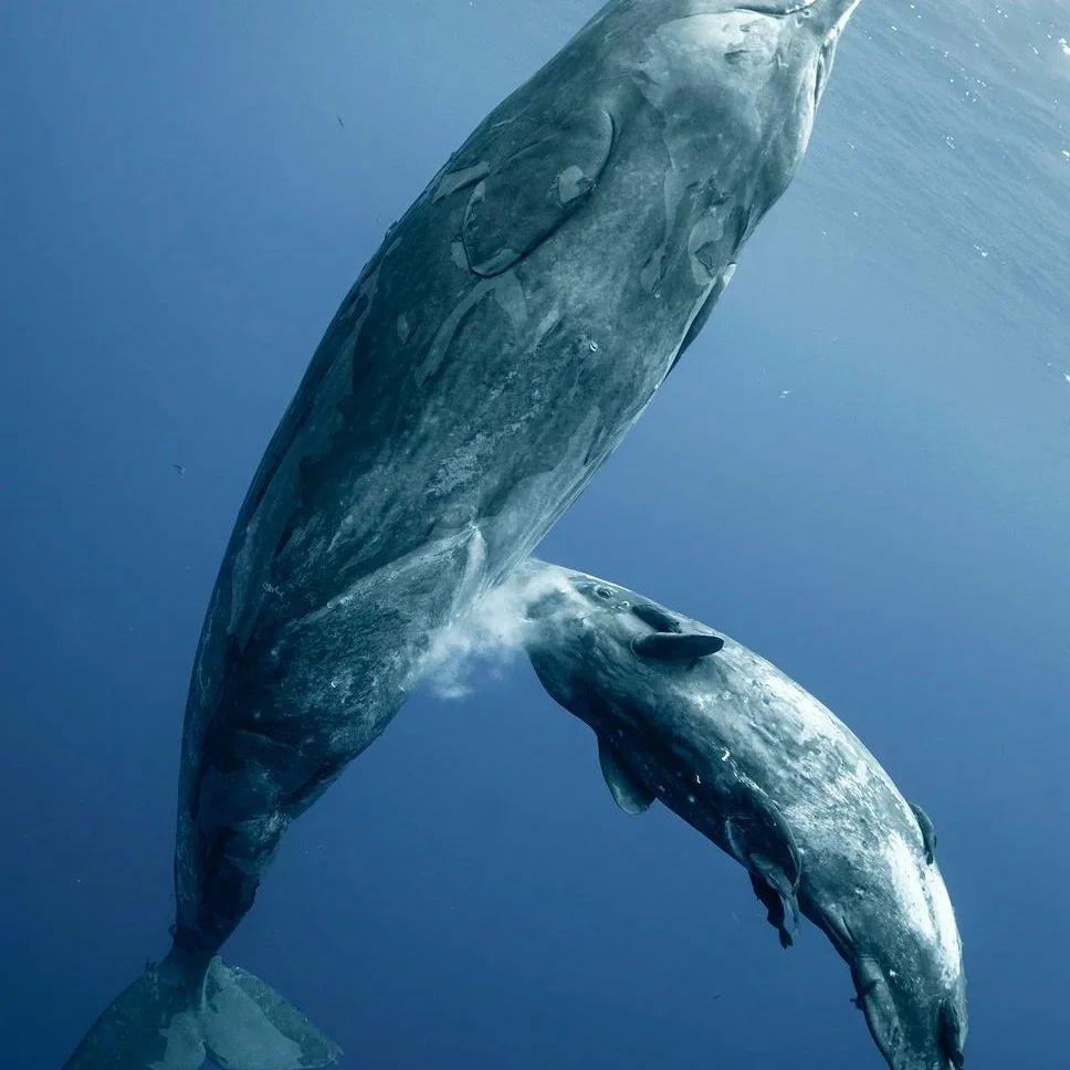 A mother sperm whale nursing a calf. (Courtesy of <a href="https://www.instagram.com/mike_korostelev/">Mikhail Korostelev</a>)