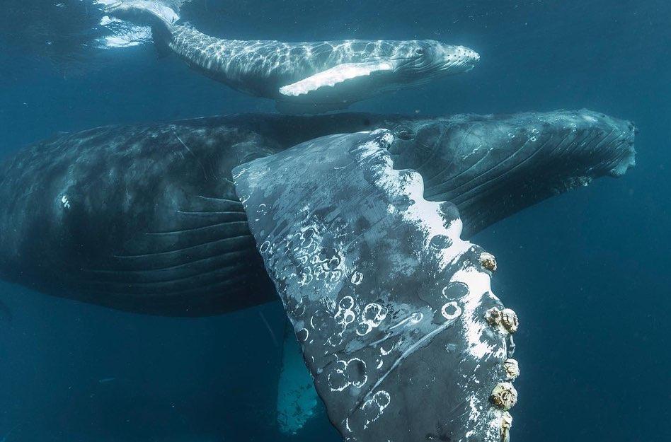 A mother and calf humpback whale. (Courtesy of <a href="https://www.instagram.com/mike_korostelev/">Mikhail Korostelev</a>)