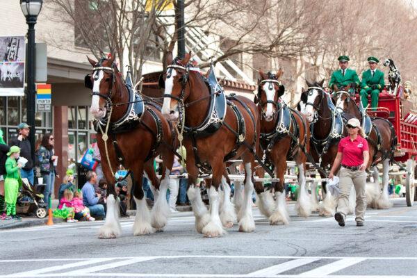 The famous Budweiser Clydesdale team struts down Peachtree Street in Atlanta's St. Patrick's Day parade on March 15, 2014.
