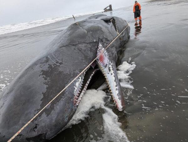 A whale carcass washed up on the Oregon coast on January 14. (Courtesy of NOAA)