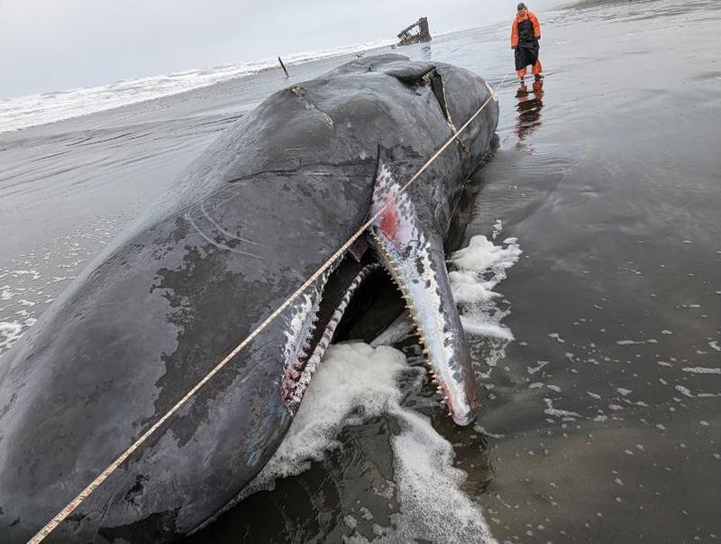 A whale carcass washed up on the Oregon coast on Jan. 14, 2023. (Courtesy of National Oceanic and Atmospheric Administration)