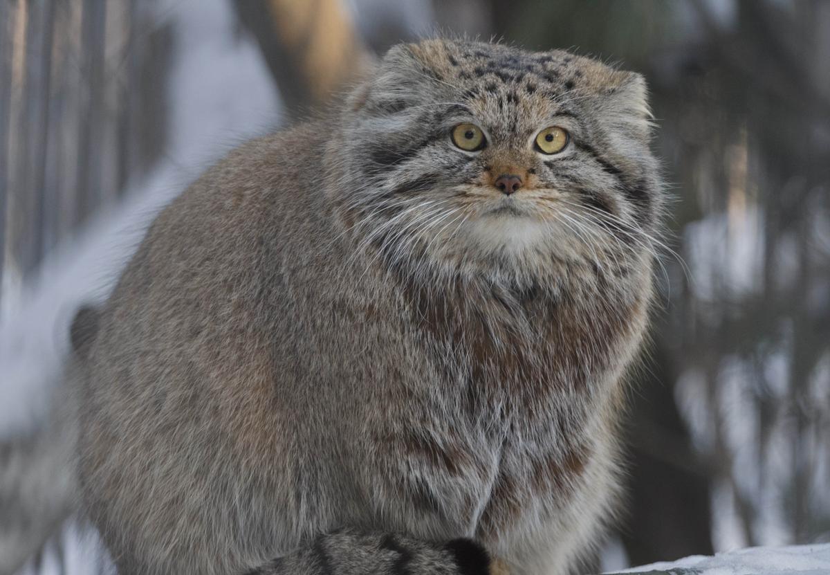 Pallas's cats thrive in the mountainous region of central Asia. (Kuzmina maria/Shutterstock)