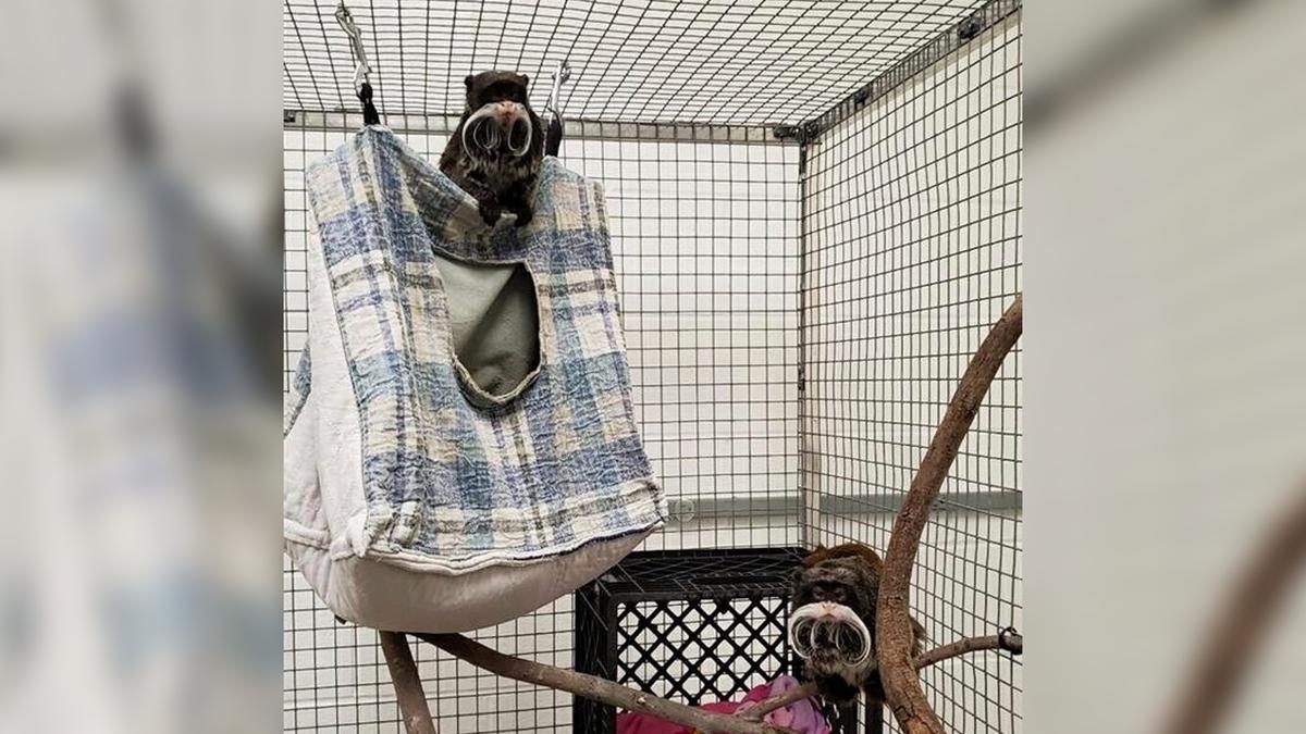 A Real Zoodunit: Monkeys Found but Mystery Deepens in Dallas