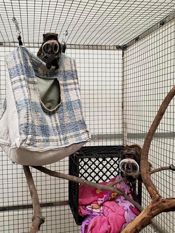 Emperor tamarin monkeys Bella and Finn at the Dallas Zoo on Feb. 1, 2023. (Dallas Zoo via AP)