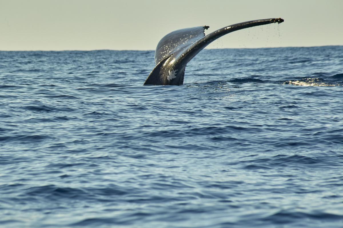 Whales in Pacific Ocean near Cabo San Lucas. (Courtesy of Tribune Content Service)